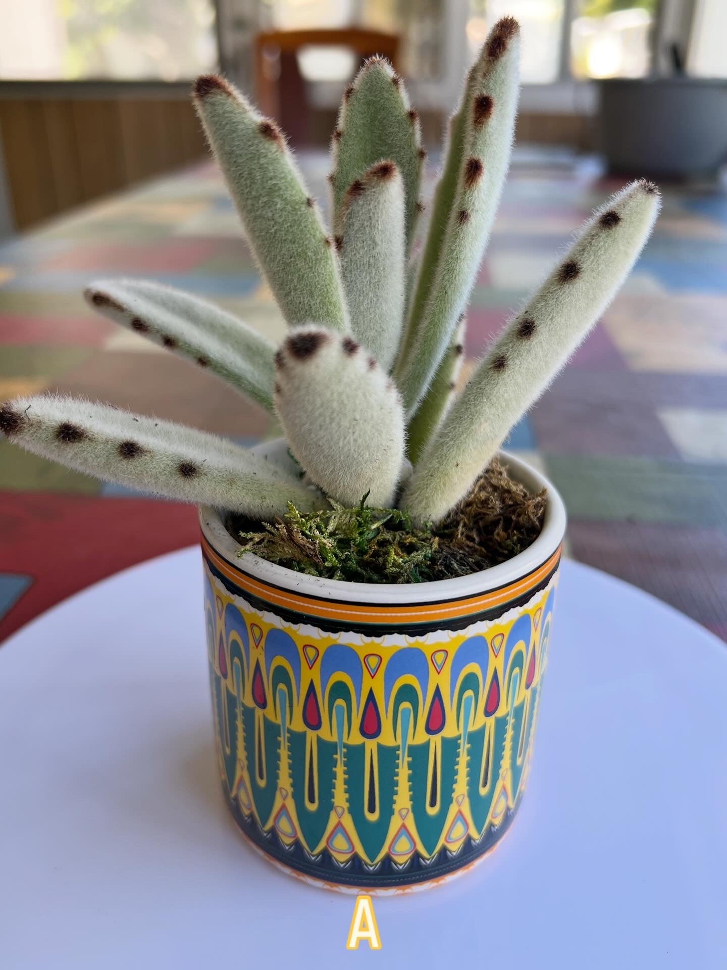 Boho Lucy