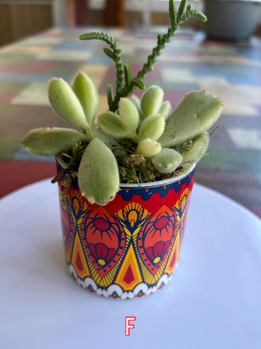 Boho Sunset