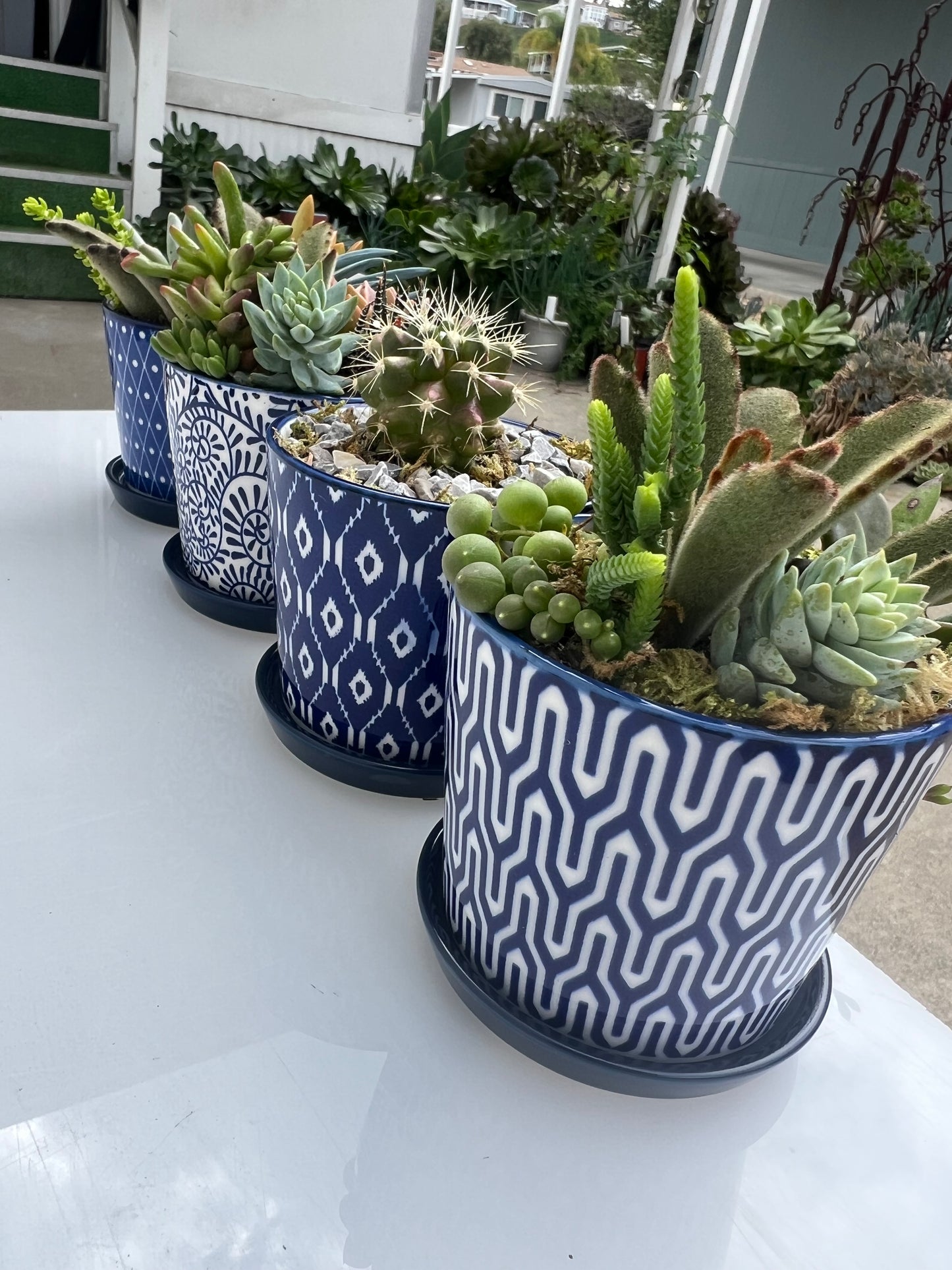 Vintage Blue Succs