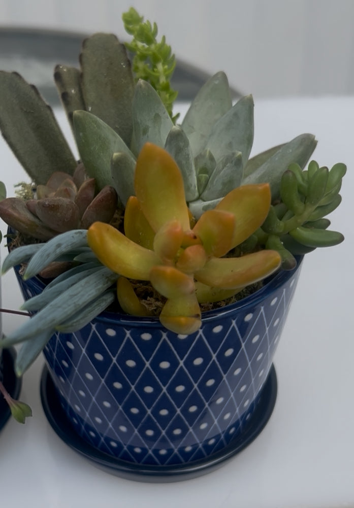 Vintage Blue Succs