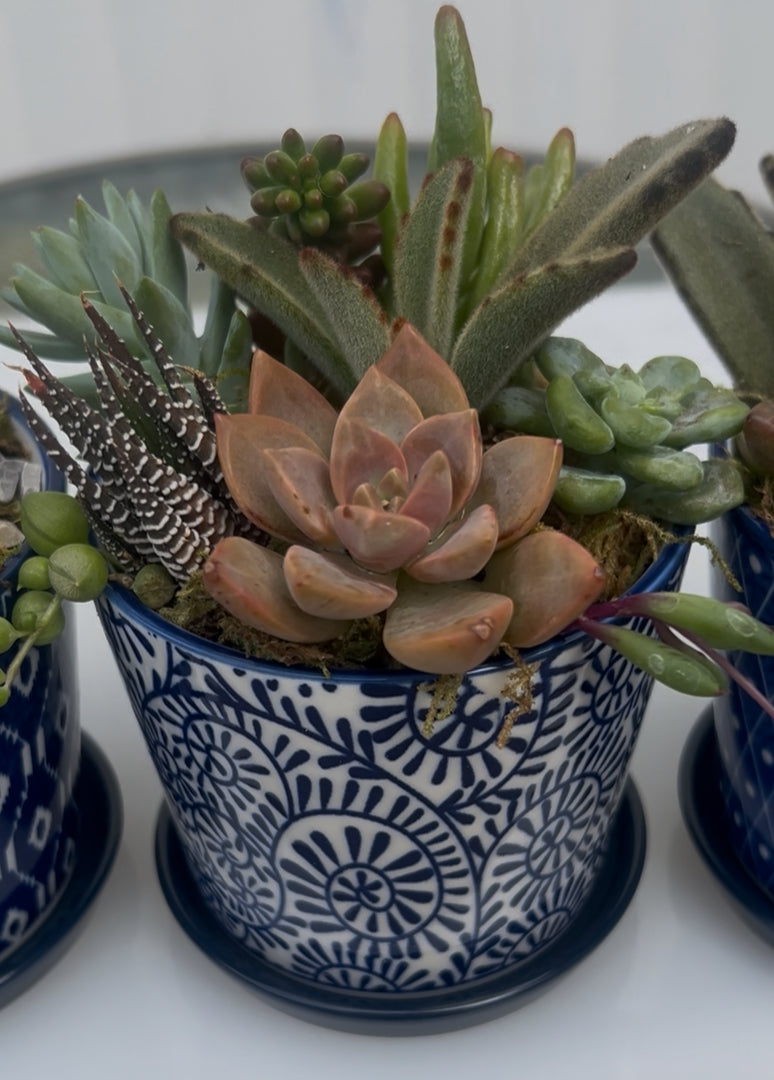 Vintage Blue Succs