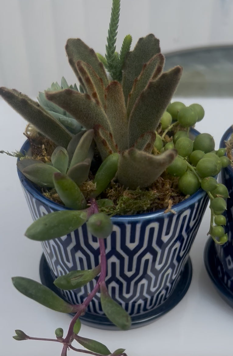 Vintage Blue Succs