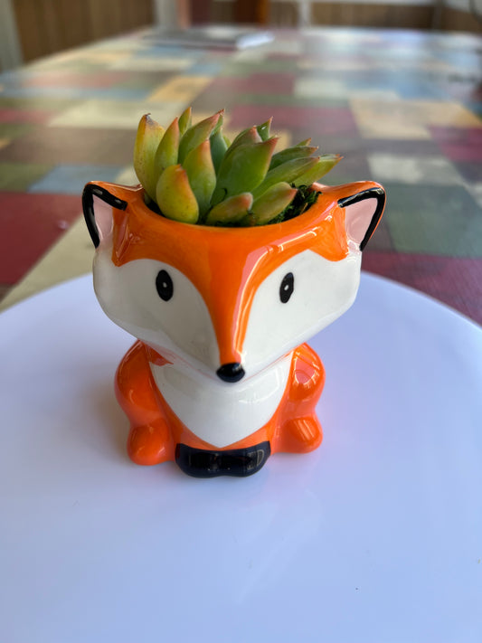 Sidekick Fox