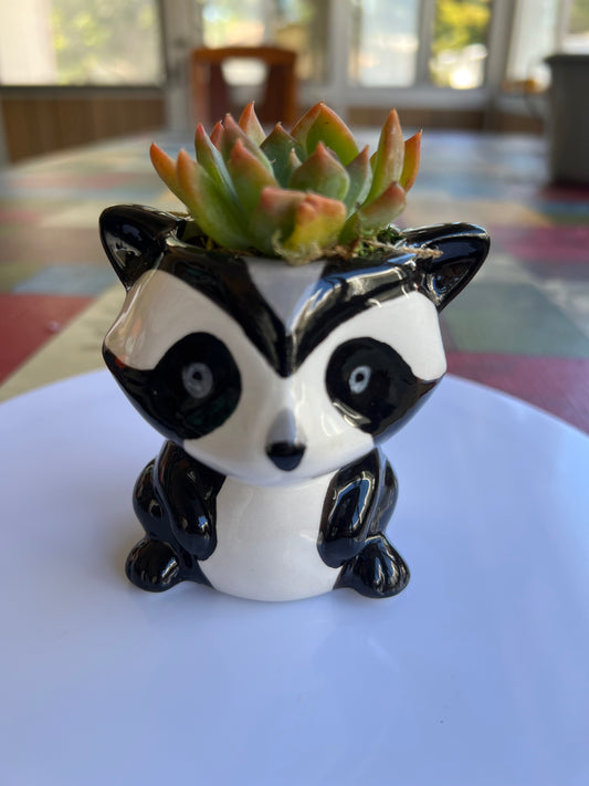 Sidekick Racoon
