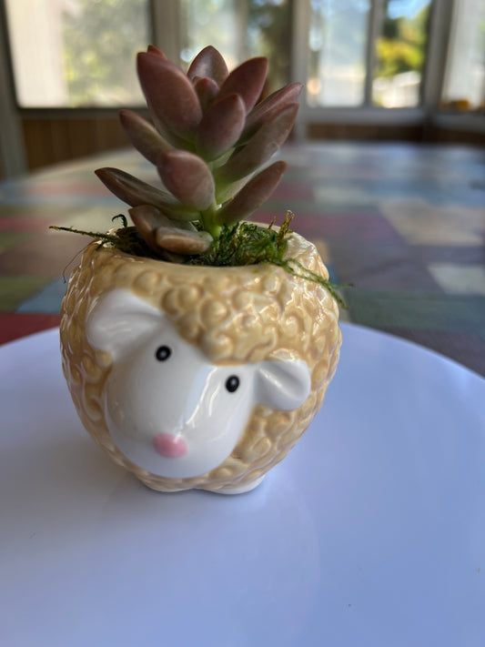 Sidekick Sheep