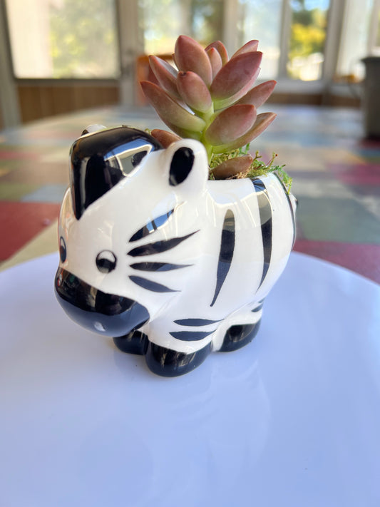 Sidekick Zebra