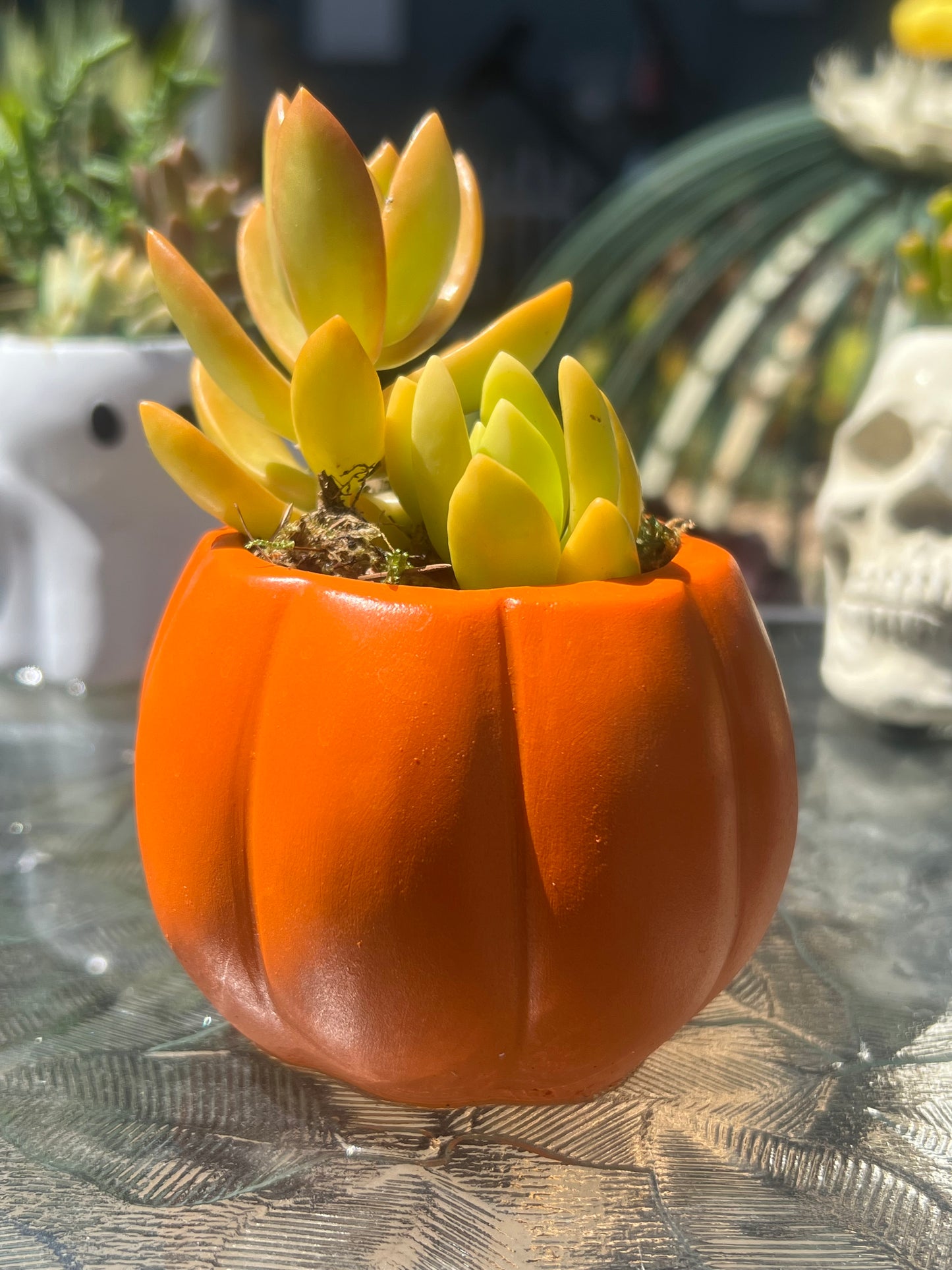 Pumpkin