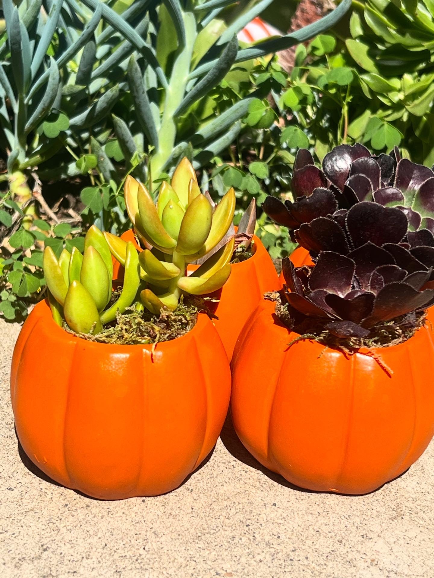 Pumpkin