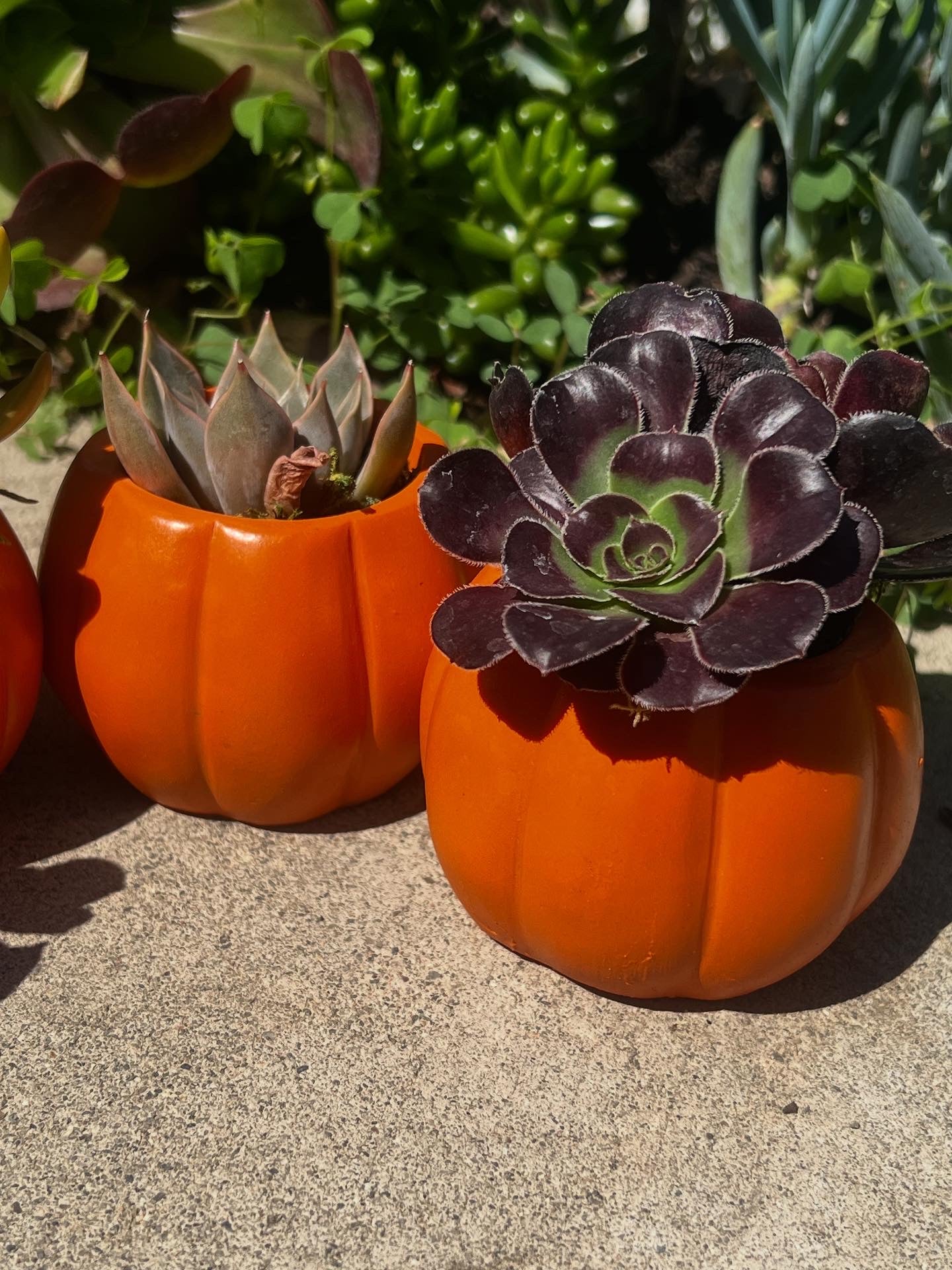 Pumpkin