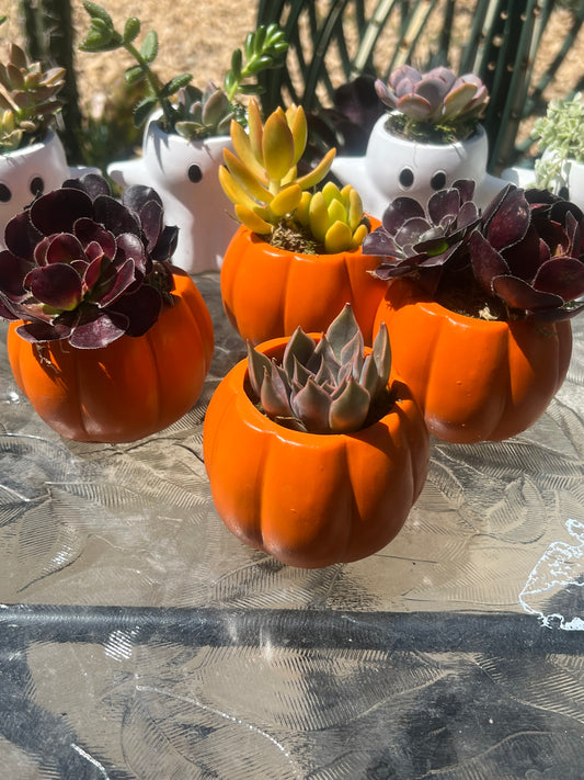 Pumpkin