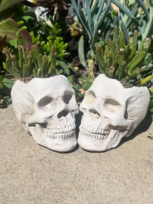 Skulls